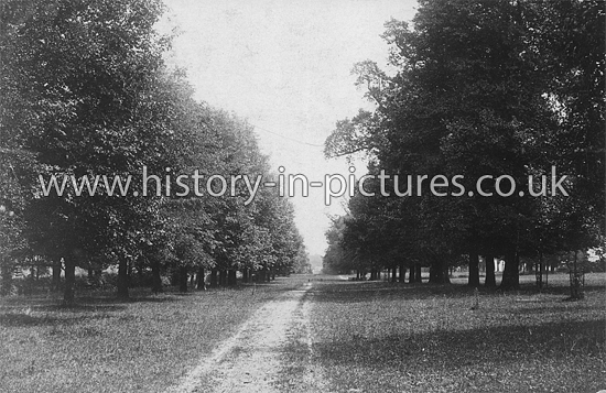 The Long Walk, Ongar, Essex. c.1915